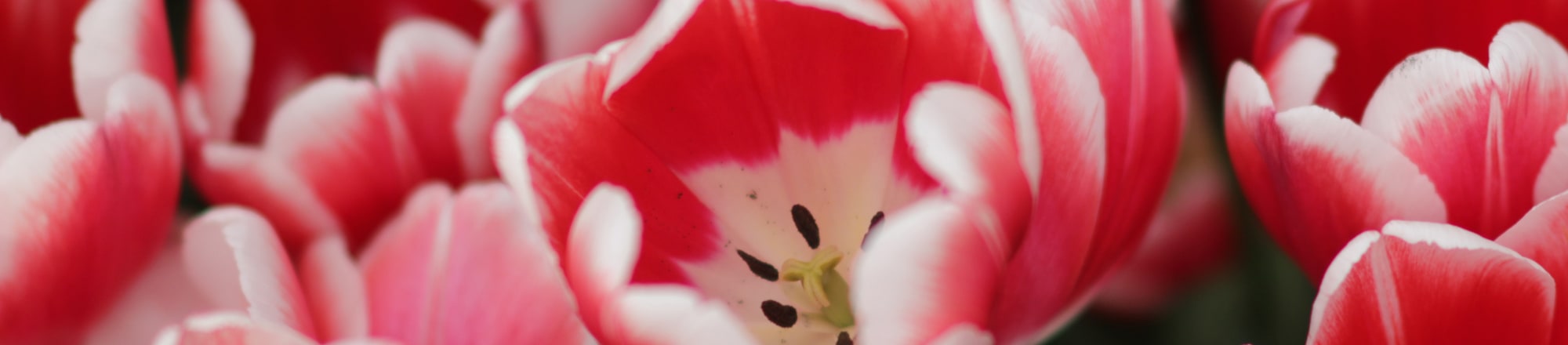 Sono stati gli afidi a «coltivare» il tulipano più caro