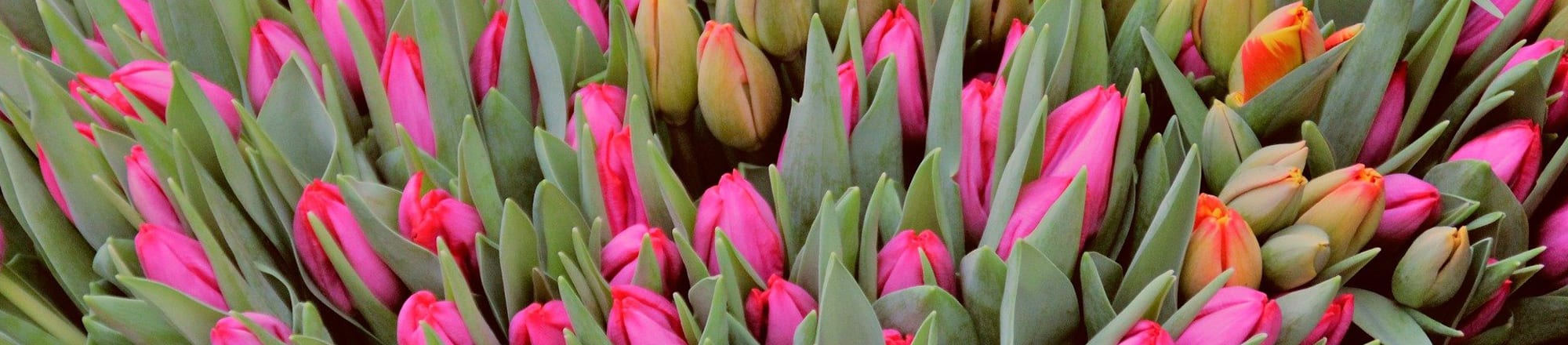 Les tulipes sont synonymes de vie, d'immortalité et d'amour
