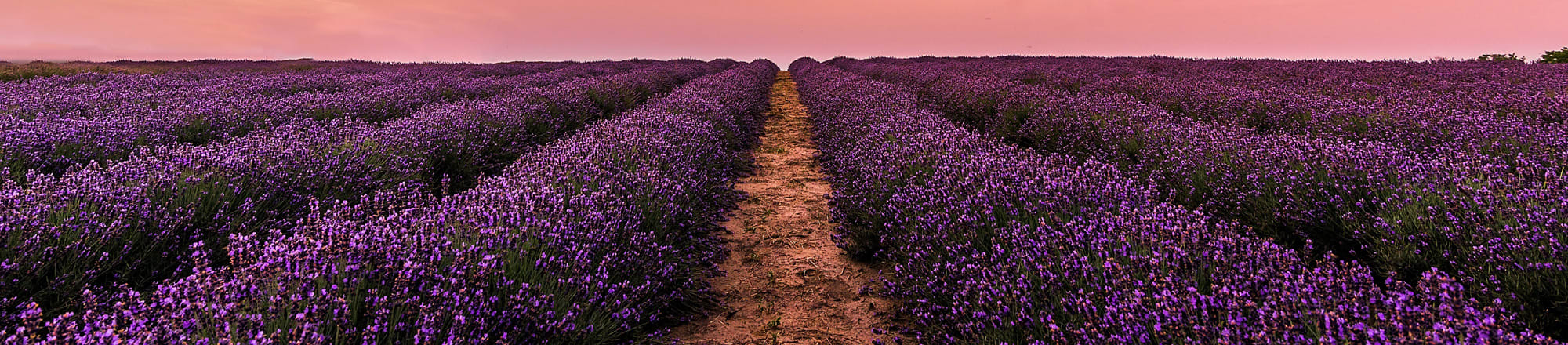 Lavender - and you already feel like you're in Provence