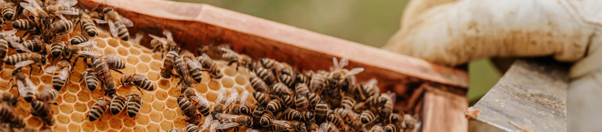 Chine: succès grâce à l'apiculture nomade, au travail manuel et aux drones